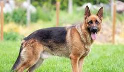 Image result for German Shepherd
